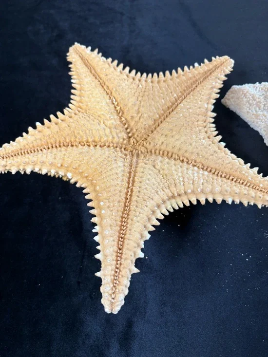 Collectible Natural Starfish and Coral Display - Golden and Cream - Picture 8 of 12